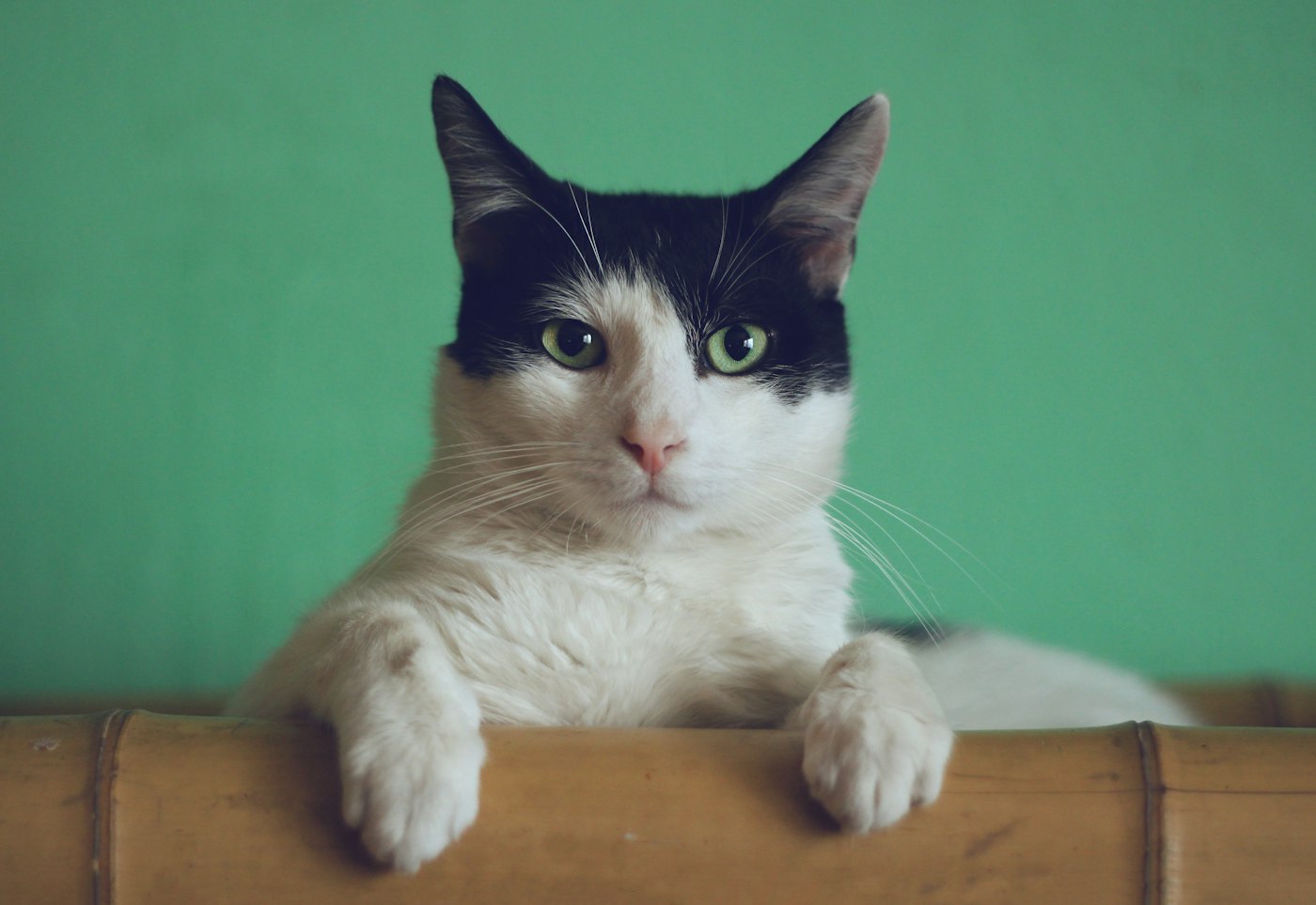 Theo, British Shorthair