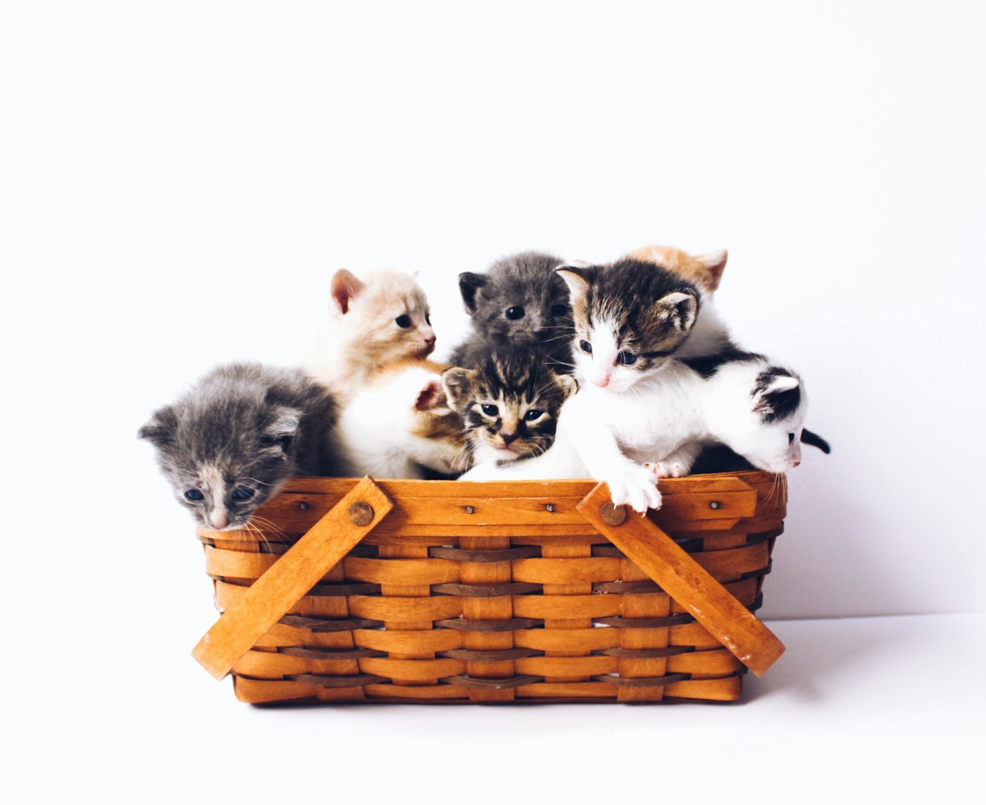 Settling a kitten into a new home