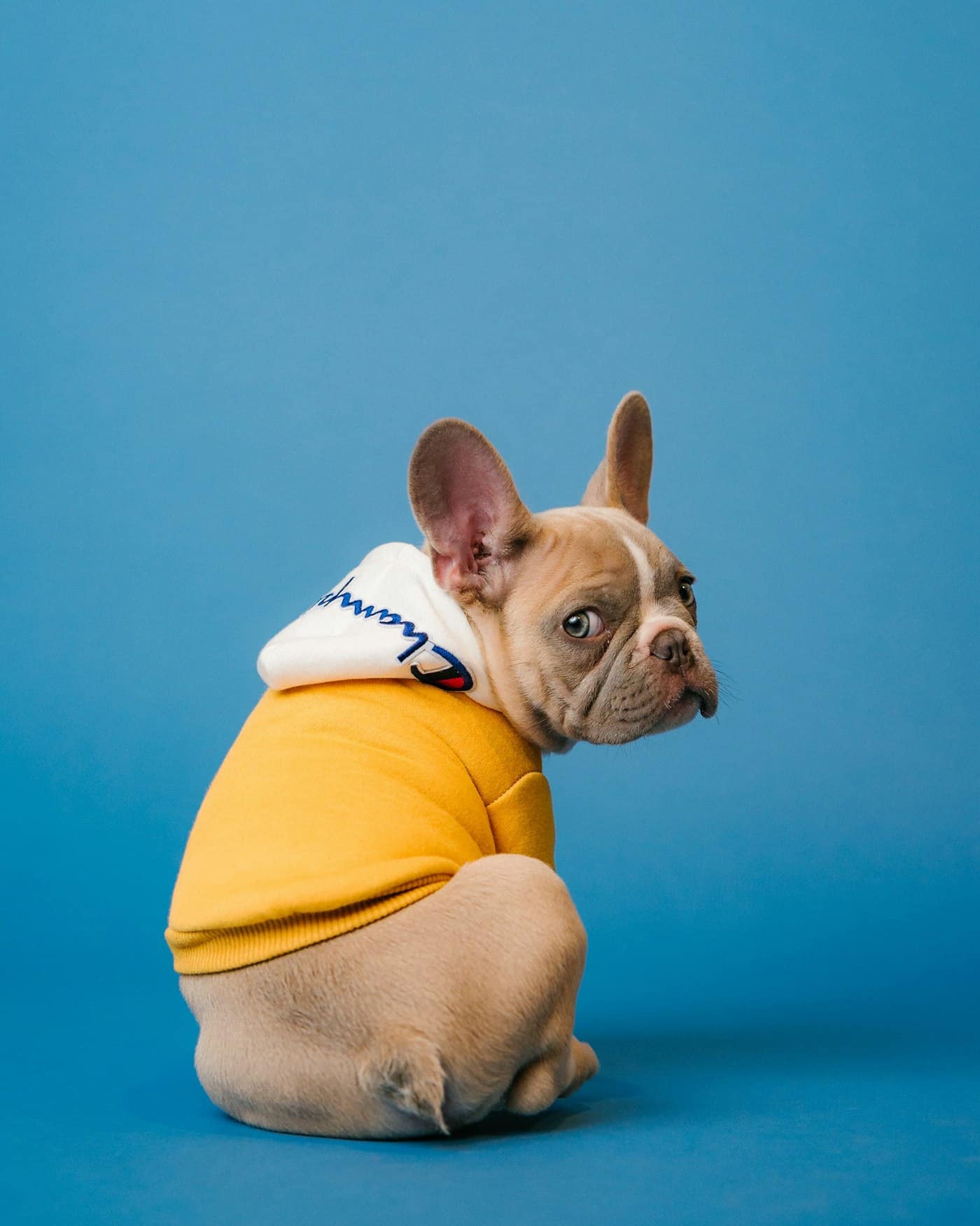 Oscar, French Bulldog