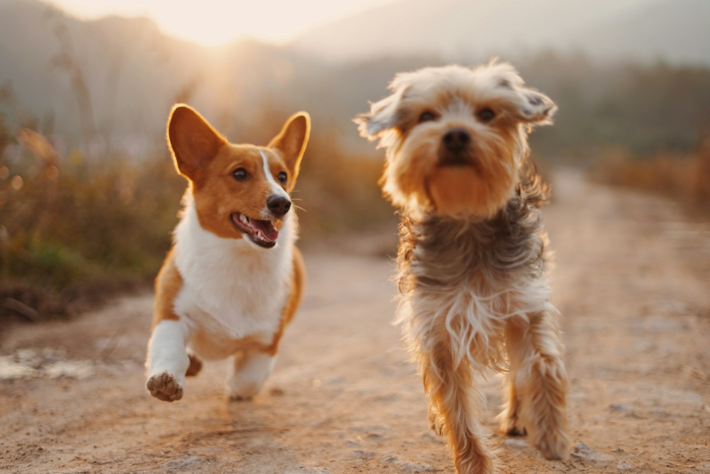 Zero tolerance for puppy mills