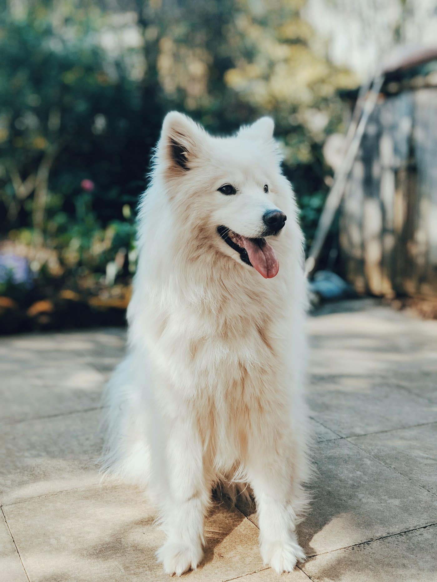 Luna, Samoyed